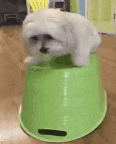 shaking dog gif|Dog Shaking GIFs